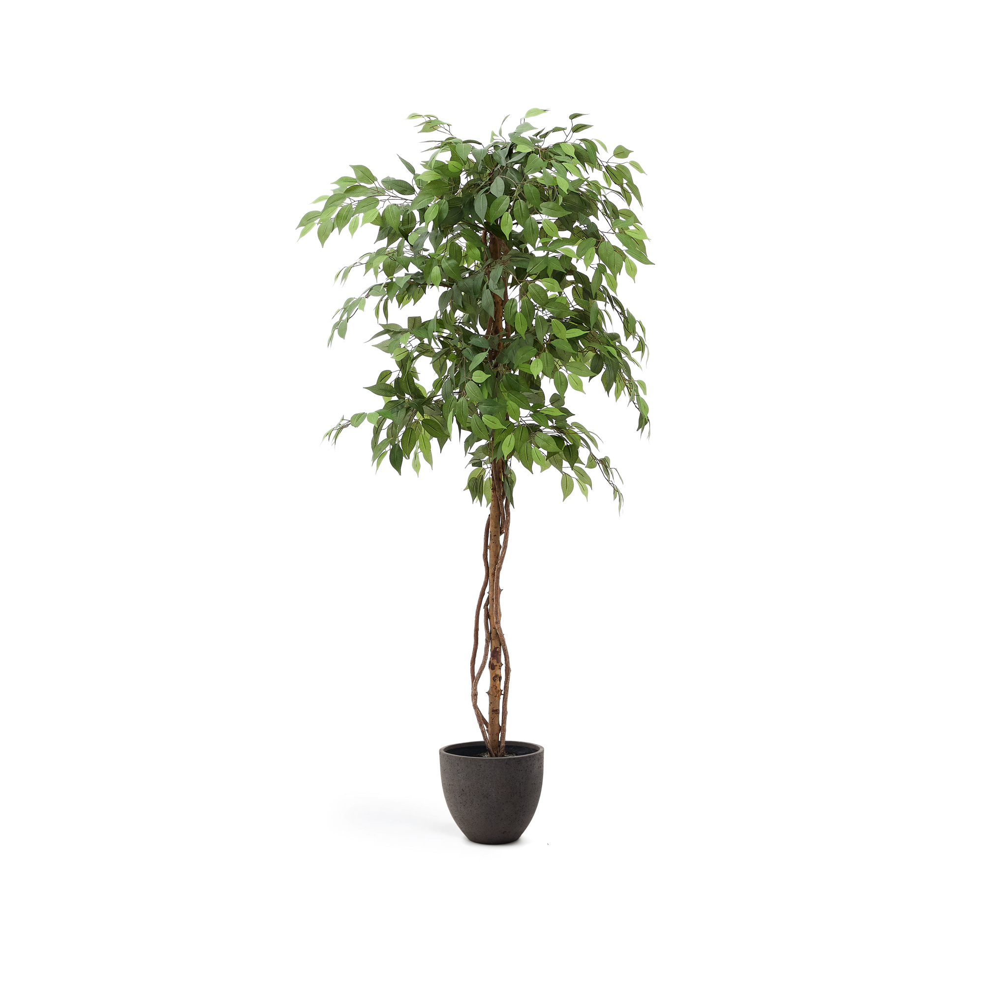 Kave Home Kunstig Ficus Træ Grøn Plast Sort Potte :180cm