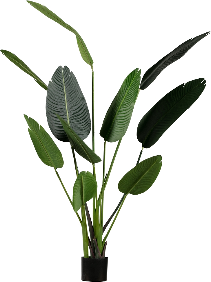 Kunstig Stueplante Woood Strelitzia H164   B63   L96 Cm Grøn   Sort Beholder