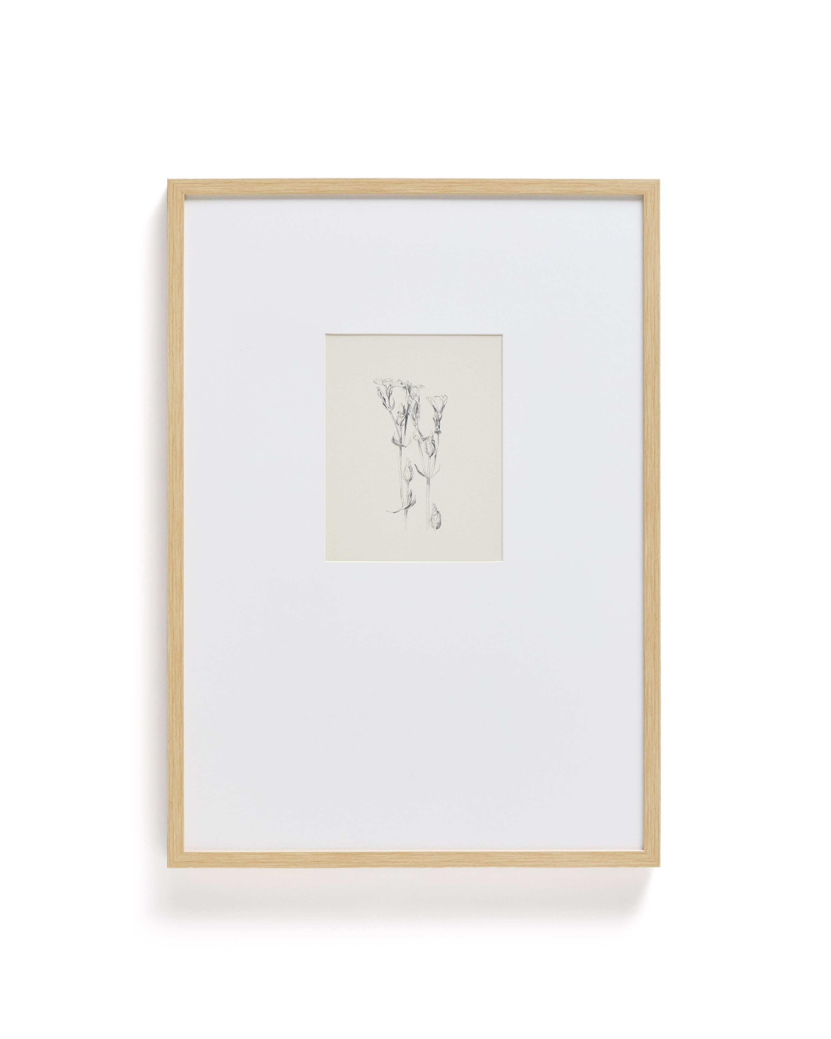 Kave Home Lirena Billede  Rektangulær Botanisk Illustration Og Ramme  70x50