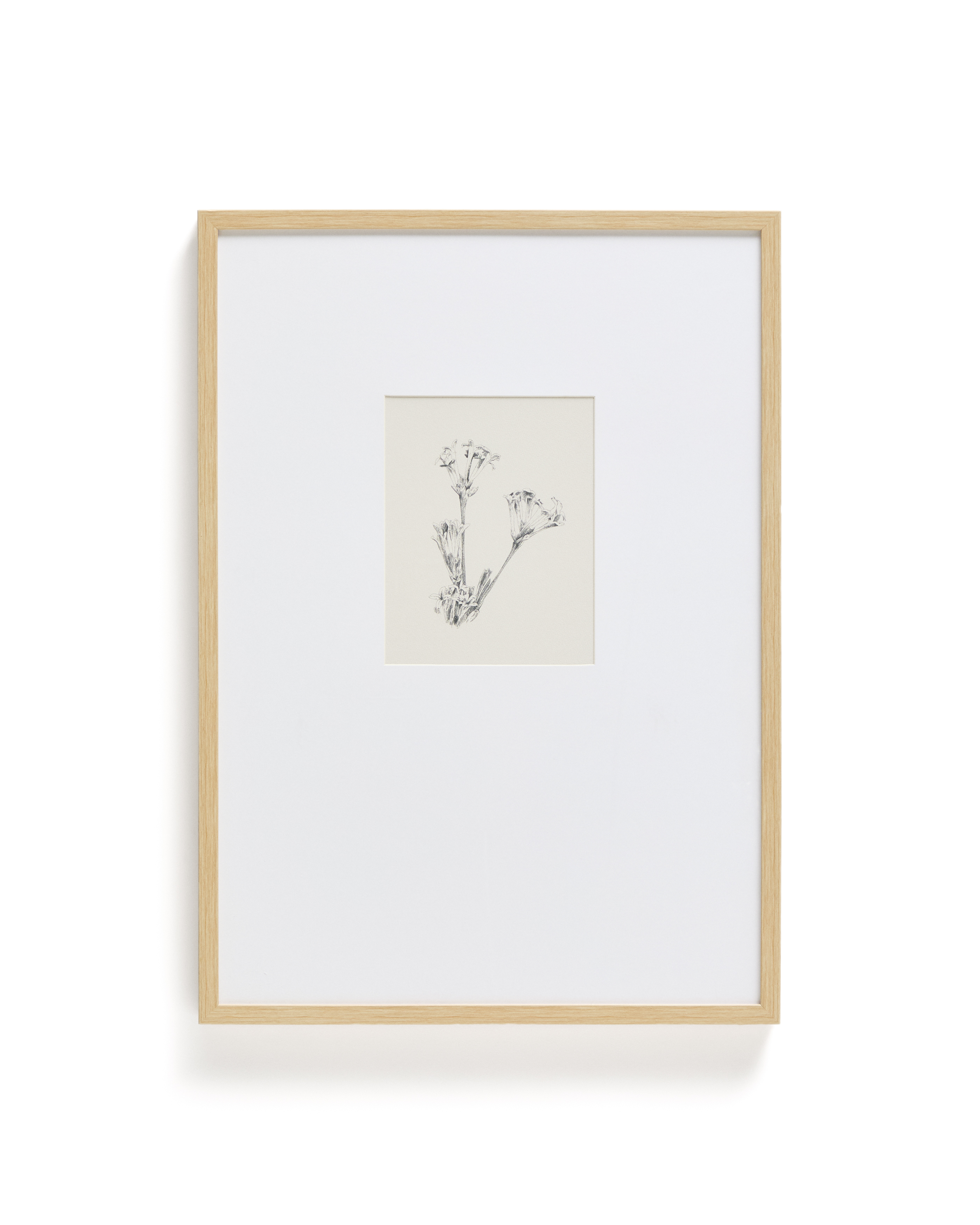 Kave Home Lirena Billede  Rektangulær Botanisk Illustration Og Ramme  70x50