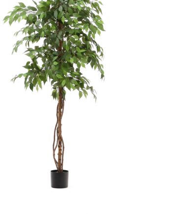 Kunstig Ficus Benjamina Træ Kave Home Ficus Serie 180 Cm Grøn
